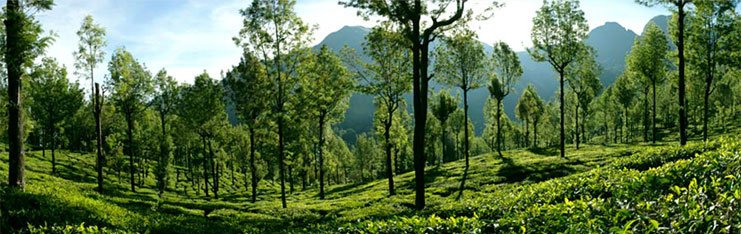 Manjushree Plantations